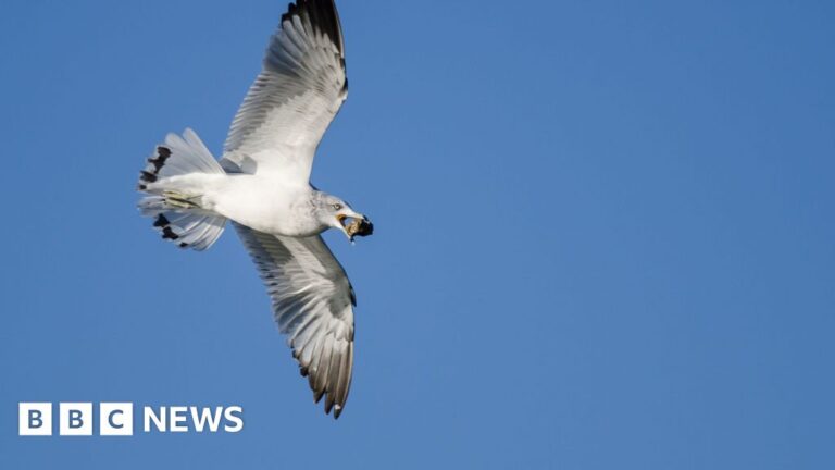 Blavatnik School of Government closed by seagull dropping rock
