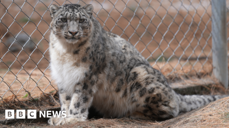 Could AI text alerts help save snow leopards from extinction?