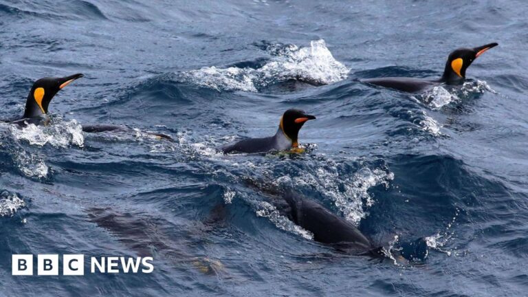 US defends tariffs on remote island of penguins and seals