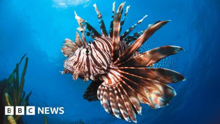 UN Ocean conference gives ‘glimmer of hope’ for marine life